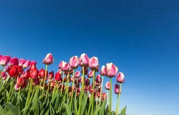 Flowers and Flower Beds Cumming GA Landscapers