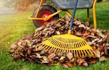 A pile of raked fallen autumn leaves next to a wheelbarrow., 