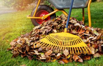 A pile of raked fallen autumn leaves next to a wheelbarrow.