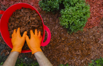 hands pour wood chips-and mulch the soil in the garden