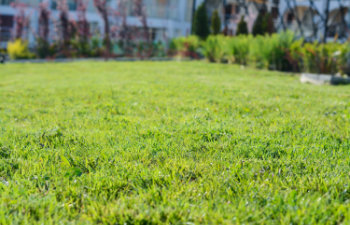 beautiful lawn with green grass, 
