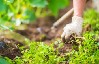 A woman's hand is pinching the grass. Weed and pest control in the garden. Cultivated land close up. Agriculture plant growing in bed row., 