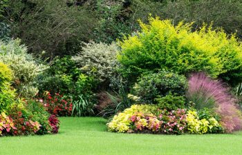 Flowering plants on the lawn, 